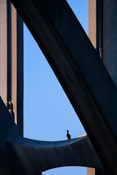 Oregon-Newport Cormorant resting on support beam of Yaquina Bay Bridge